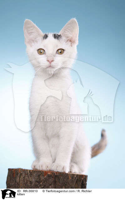 kitten / RR-36810