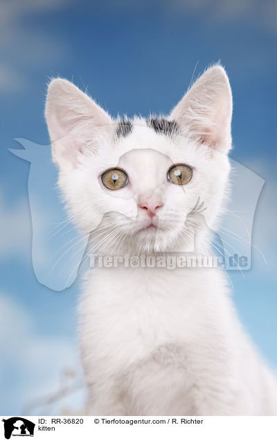kitten / RR-36820