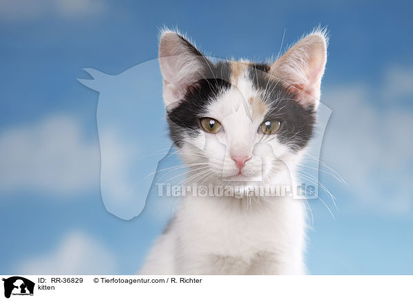 kitten / RR-36829