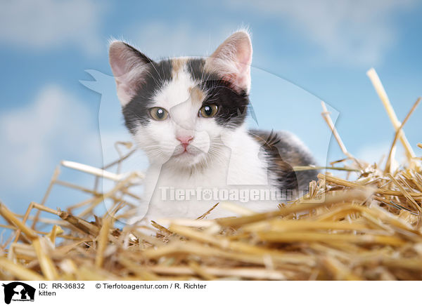 kitten / RR-36832