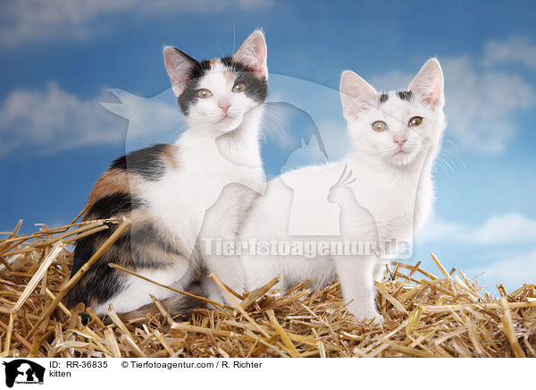 kitten / RR-36835
