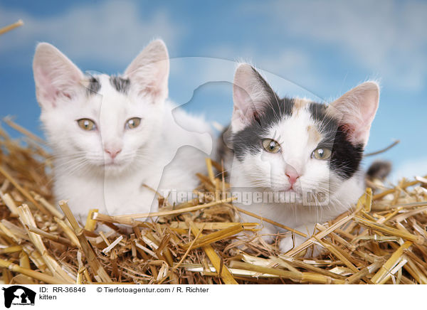 kitten / RR-36846