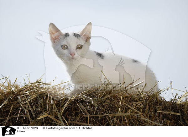 kitten / RR-37023