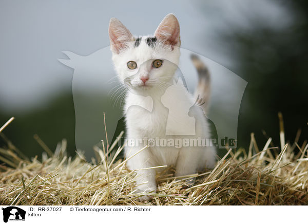 kitten / RR-37027