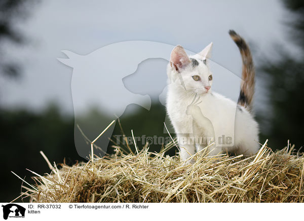 kitten / RR-37032