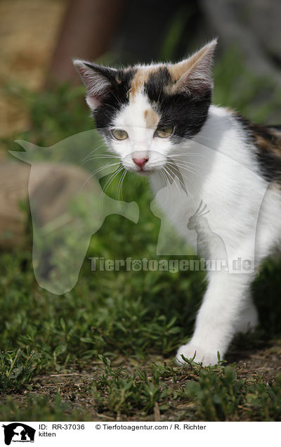 Hausktzchen / kitten / RR-37036