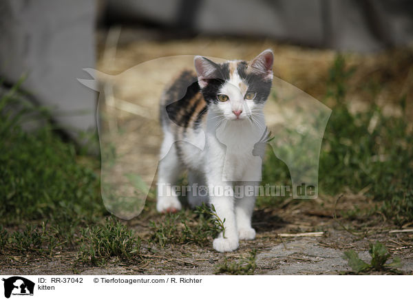 Hausktzchen / kitten / RR-37042