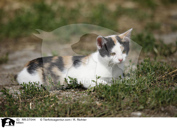 kitten / RR-37044