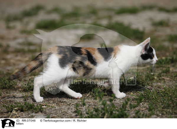 kitten / RR-37046