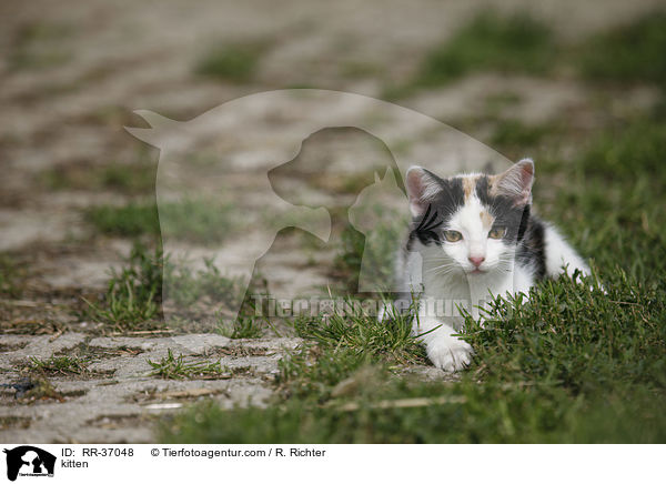 kitten / RR-37048