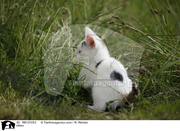 kitten / RR-37053