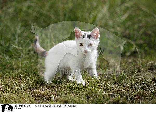 kitten / RR-37054