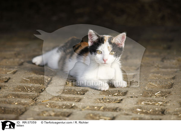 kitten / RR-37059
