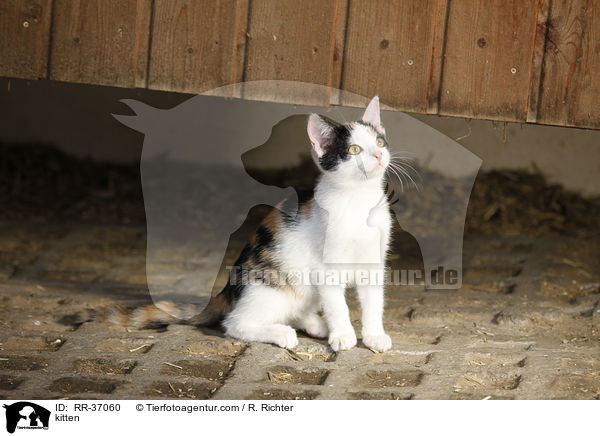 kitten / RR-37060