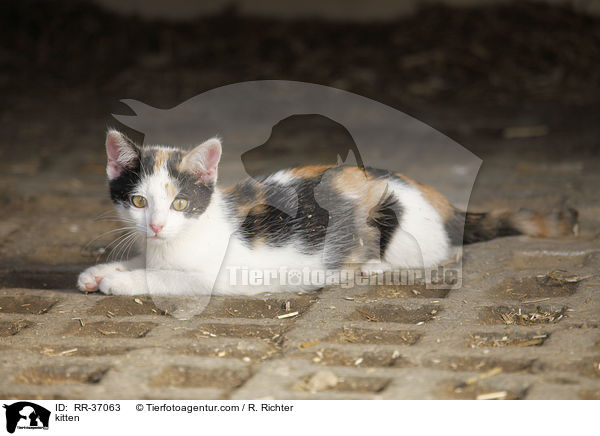 Hausktzchen / kitten / RR-37063