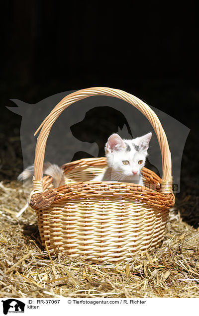 kitten / RR-37067