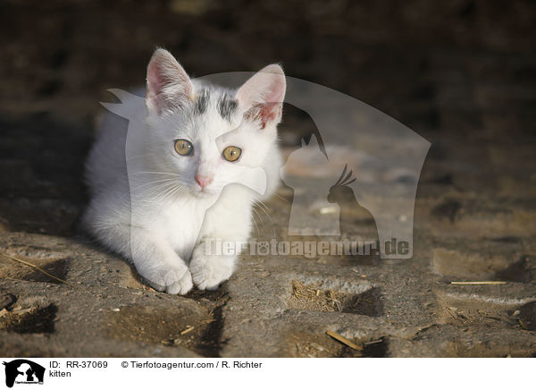 kitten / RR-37069