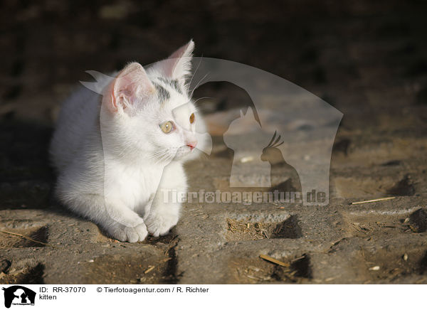 kitten / RR-37070