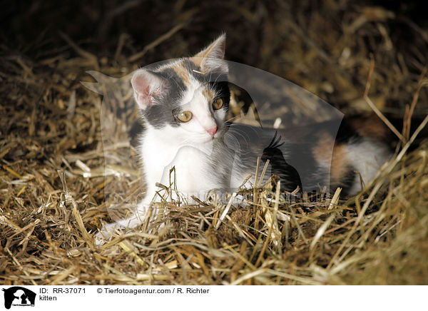 kitten / RR-37071
