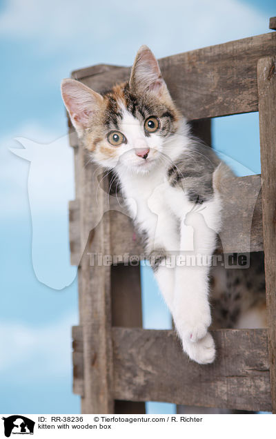 kitten with wooden box / RR-38236