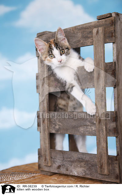 kitten with wooden box / RR-38239