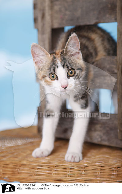 kitten with wooden box / RR-38241
