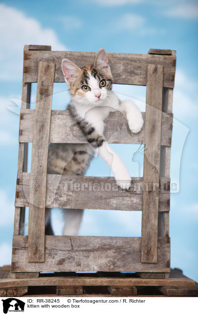 Ktzchen mit Holzkiste / kitten with wooden box / RR-38245