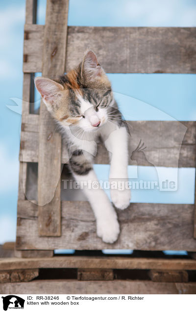 kitten with wooden box / RR-38246