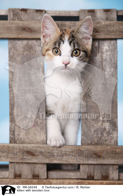 kitten with wooden box / RR-38249
