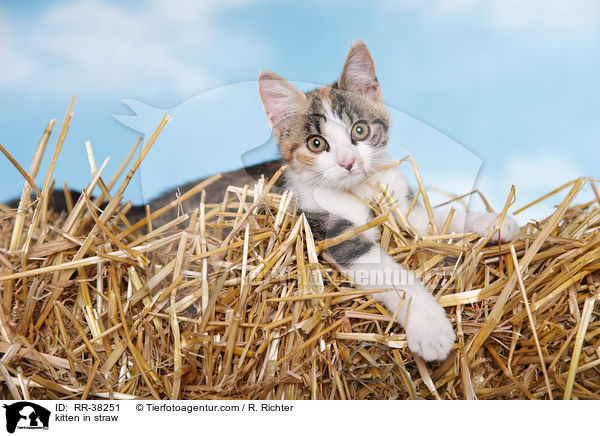 kitten in straw / RR-38251