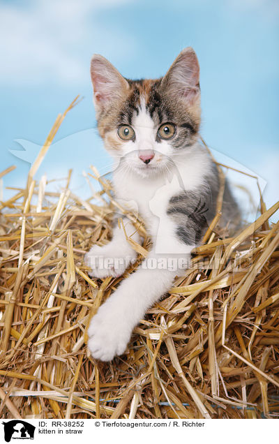 Ktzchen im Stroh / kitten in straw / RR-38252