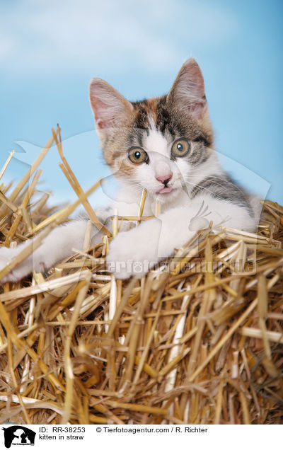 kitten in straw / RR-38253