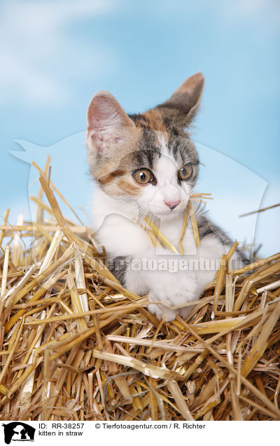 kitten in straw / RR-38257