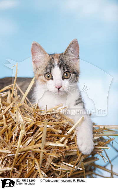kitten in straw / RR-38260