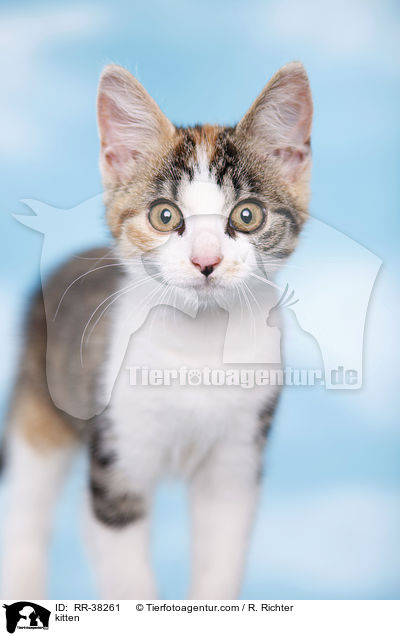 kitten / RR-38261