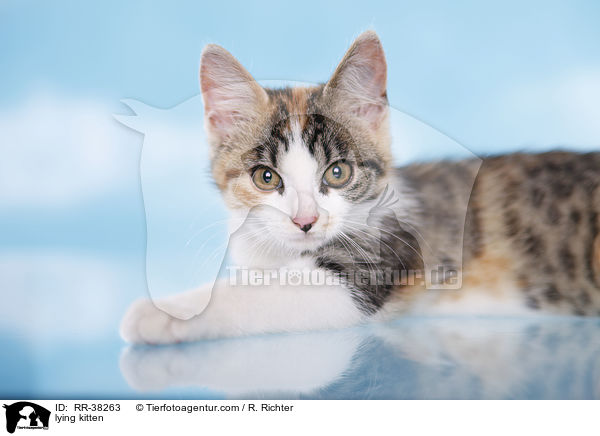 lying kitten / RR-38263
