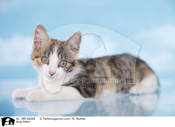 lying kitten / RR-38268