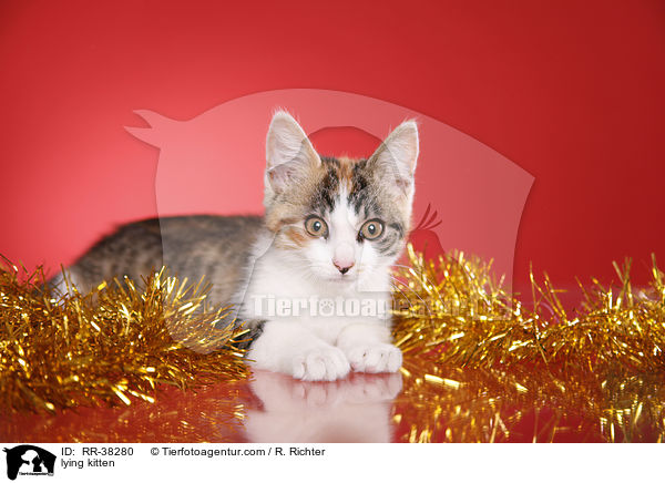 liegendes Ktzchen / lying kitten / RR-38280