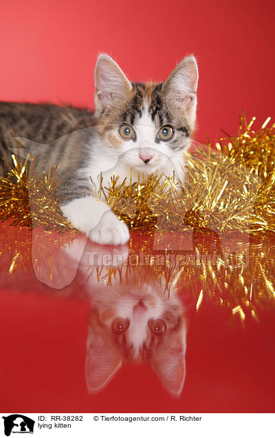 liegendes Ktzchen / lying kitten / RR-38282