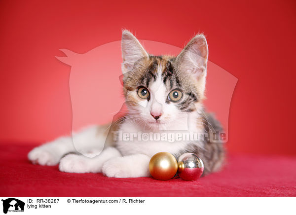 liegendes Ktzchen / lying kitten / RR-38287