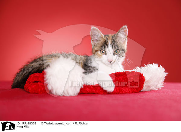 liegendes Ktzchen / lying kitten / RR-38302