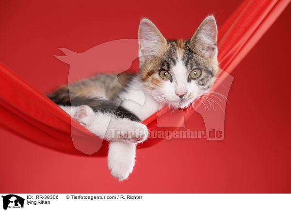 liegendes Ktzchen / lying kitten / RR-38306