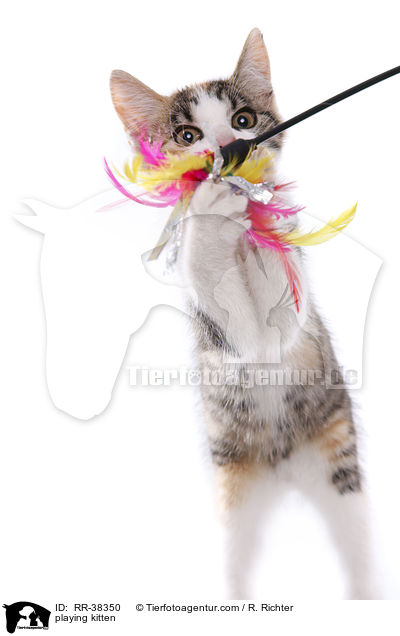 playing kitten / RR-38350