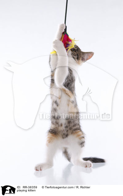 playing kitten / RR-38359