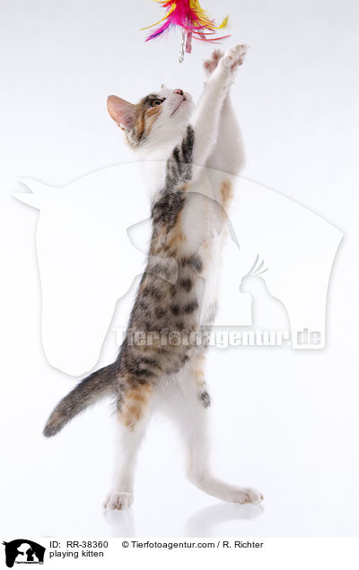 playing kitten / RR-38360