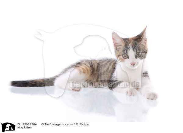lying kitten / RR-38364