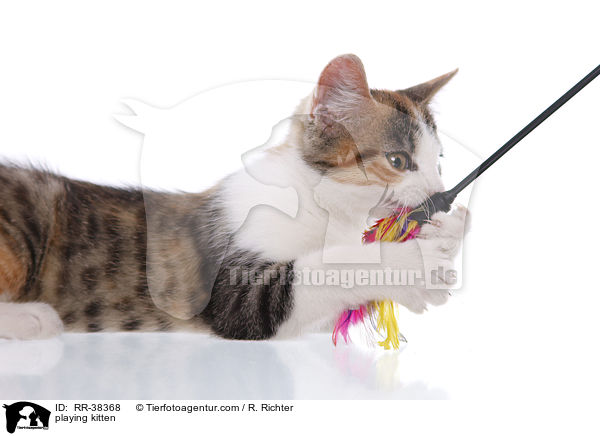 playing kitten / RR-38368