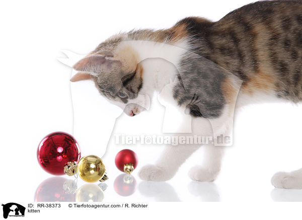 Ktzchen / kitten / RR-38373