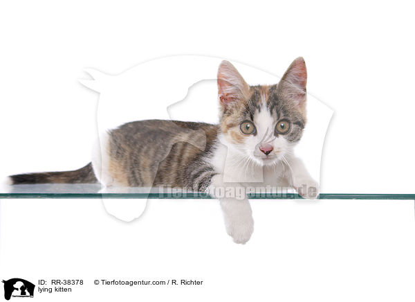 lying kitten / RR-38378