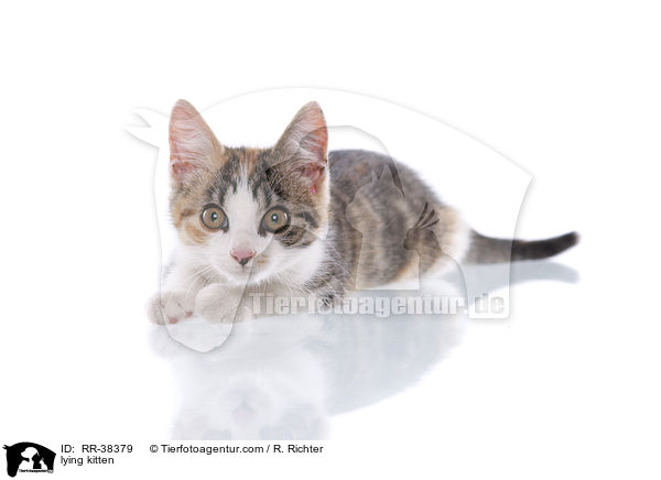 lying kitten / RR-38379